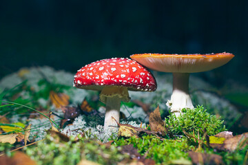 Mature Amanita Muscaria, Known as the Fly Agaric or Fly Amanita: Healing and Medicinal Mushroom with Red Cap Growing in Forest. Can Be Used for Micro Dosing, Spiritual Practices and Shaman Rituals