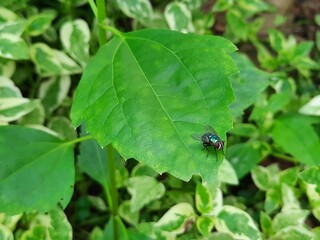 Fototapeta premium fly on a leaf