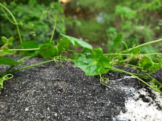 plant on a wall