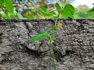plant growing on the concrete