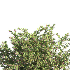 bush leaves isolated on transparent background. Single Tropical plant. flower fence bush. green shrub tree PNG. Side View of flower bush with leaves PNG. transparent Shrub PNG for garden decoration.
