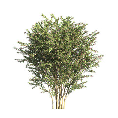 flower bush isolated on transparent background. Single Tropical plant. flower fence bush. green shrub tree PNG. Side View of flower bush with leaves PNG. transparent Shrub PNG for garden decoration.