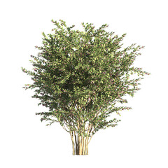 flower bush isolated on transparent background. Single Tropical plant. flower fence bush. green shrub tree PNG. Side View of flower bush with leaves PNG. transparent Shrub PNG for garden decoration.
