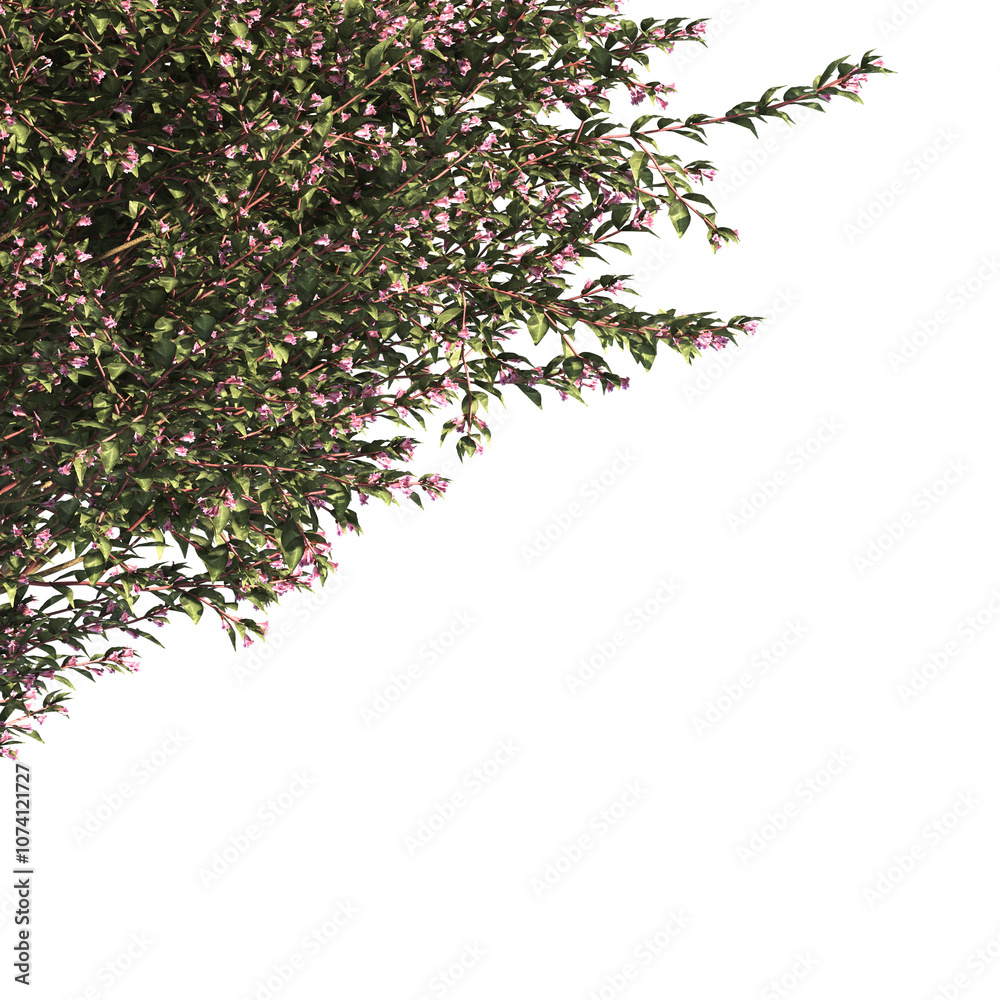 Wall mural bush leaves isolated on transparent background. Single Tropical plant. flower fence bush. green shrub tree PNG. Side View of flower bush with leaves PNG. transparent Shrub PNG for garden decoration.