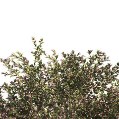 bush leaves isolated on transparent background. Single Tropical plant. flower fence bush. green shrub tree PNG. Side View of flower bush with leaves PNG. transparent Shrub PNG for garden decoration.