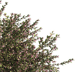 bush leaves isolated on transparent background. Single Tropical plant. flower fence bush. green shrub tree PNG. Side View of flower bush with leaves PNG. transparent Shrub PNG for garden decoration.