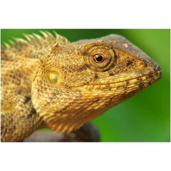 Oriental garden lizard