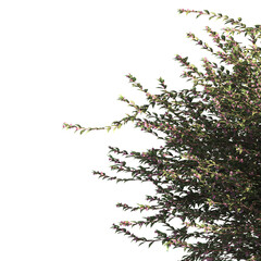 bush leaves isolated on transparent background. Single Tropical plant. flower fence bush. green shrub tree PNG. Side View of flower bush with leaves PNG. transparent Shrub PNG for garden decoration.