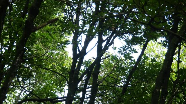 Selective focus proboscis monkey in the wild, sitting on tree, at mangrove forest at Tarakan, Indonesia. Proboscis monkey foraging at mangrove forest. Wild nature stock footage	
