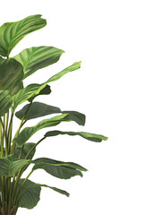 Calathea Orbifolia leaves isolated on transparent background. Calathea orbifolia Plant isolated on transparent background. green indoor plant PNG. House Plant PNG. Shrub PNG. bush PNG.