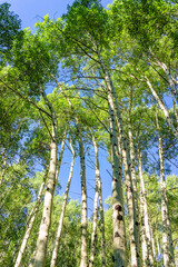 Aspen forest tree trunks pattern in summer in Beaver Creek, Colorado looking up at sky in National Forest park mountains with green white color