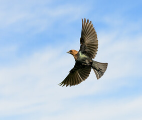 Shiny, male, Brown-headed cowbird in flight, against party cloudy sky