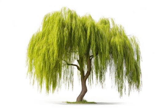 Plant Salix babylonica Weeping willow plant tree white background.