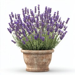 Fototapeta premium lavender in a vase