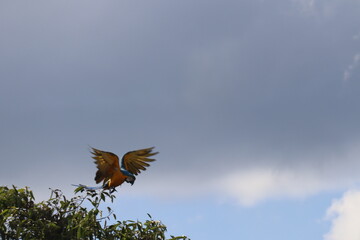 Big blue parrot Hyacinth Macaw, Anodorhynchus hyacinthinus, wild bird at Goias, Brazil
