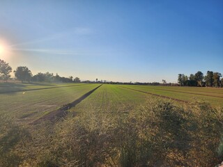 Obraz premium landscape in the morning