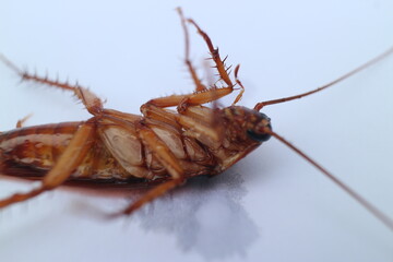 Macro photos of cockroaches from several angles with a white background