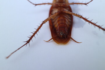 Macro photos of cockroaches from several angles with a white background