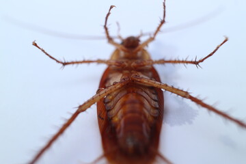 Macro photos of cockroaches from several angles with a white background