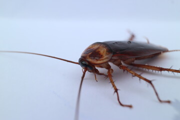 Macro photos of cockroaches from several angles with a white background