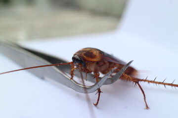 Macro photos of cockroaches from several angles with a white background