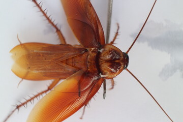 Macro photos of cockroaches from several angles with a white background