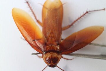 Macro photos of cockroaches from several angles with a white background