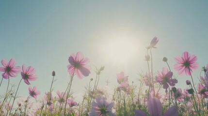 A field of blooming deep pink cosmos flowers under a clear sky, with the flowers stretching upwards toward the sun