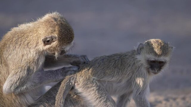 Mother grooming her baby, social interaction. Vervet monkey (Chlorocebus pygerythrus), is an Old World monkey of the family Cercopithecidae native to Africa. Slow motion, 25 percent natural speed.