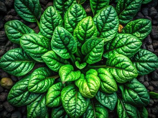 Obraz premium Aerial View of Lush Spinach Plants Growing in Rich Soil - Close-Up of Healthy Green Leaves and Earthy Texture, Perfect for Organic Farming, Gardening, and Agricultural Themes