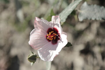 ヤノネボンテンカ（Pavonia hastata）の可憐な花