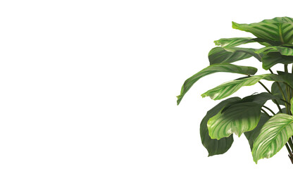 Calathea Orbifolia leaves isolated on transparent background. Calathea orbifolia Plant isolated on...