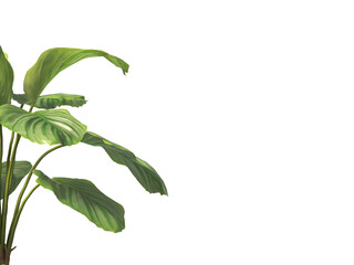Calathea Orbifolia leaves isolated on transparent background. Calathea orbifolia Plant isolated on transparent background. green indoor plant PNG. House Plant PNG. Shrub PNG. bush PNG.