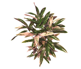 Trio star Plant isolated on transparent background. Tricolor prayer leaves PNG. indoor plant isolated on transparent background. Shrub PNG. bush PNG. Tricolor prayer Plant. triostar stromanthe Plant.