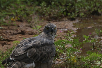 sri lankan birds in yala national park,