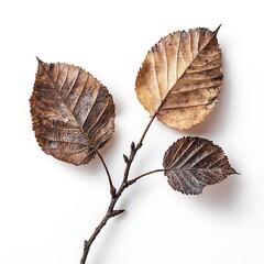 Naklejka premium Alnus cordata isolated on a with a white background, close up