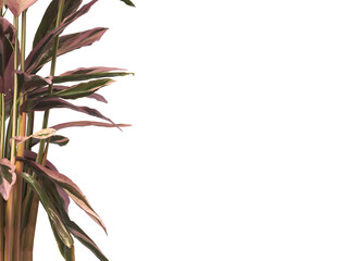 Tricolor prayer leaves isolated on transparent background. Trio star Plant PNG. indoor plant isolated on transparent background. Shrub PNG. bush PNG. Tricolor prayer Plant. triostar stromanthe Plant.