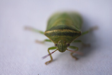 the ordo hemiptera or green bedbugs are often found in rice fields and are pests that destroy rice plants