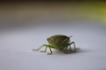 the ordo hemiptera or green bedbugs are often found in rice fields and are pests that destroy rice plants