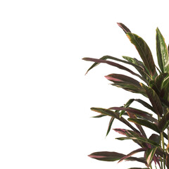 Tricolor prayer leaves isolated on transparent background. Trio star Plant PNG. indoor plant isolated on transparent background. Shrub PNG. bush PNG. Tricolor prayer Plant. triostar stromanthe Plant.