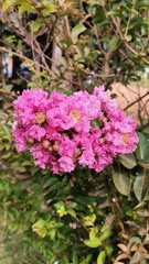pink flowers in a garden