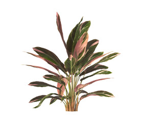 Trio star Plant isolated on transparent background. Tricolor prayer leaves PNG. indoor plant isolated on transparent background. Ornamental Plant bush PNG. Tricolor prayer Plant. triostar stromanthe.