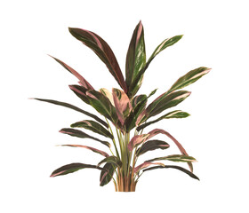 Trio star Plant isolated on transparent background. Tricolor prayer leaves PNG. indoor plant isolated on transparent background. Ornamental Plant bush PNG. Tricolor prayer Plant. triostar stromanthe.