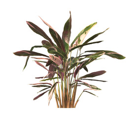 Trio star Plant isolated on transparent background. Tricolor prayer leaves PNG. indoor plant isolated on transparent background. Ornamental Plant bush PNG. Tricolor prayer Plant. triostar stromanthe.