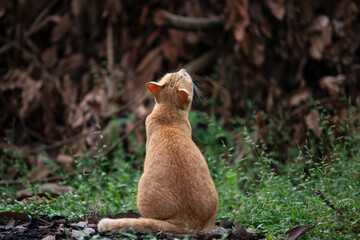Orange cat sitting on the grass in the garden.Thailand.