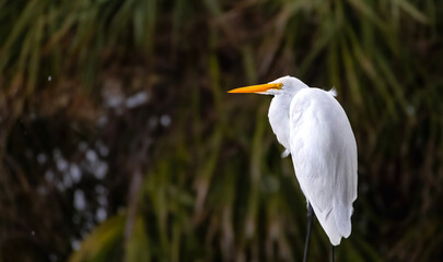 great egret on a porch