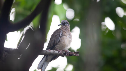 Pigeons are birds that are common in the tropics.