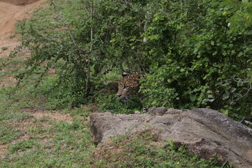 Sri Lankan Leopard in Yala National Park, Sri Lanka 