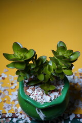 
jade plant in green pot with yellow background