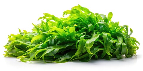 Obraz premium Vibrant Green Seaweed Isolated on Transparent Background for Natural Textures, Ocean Life, and Marine Ecosystems in Panoramic Photography
